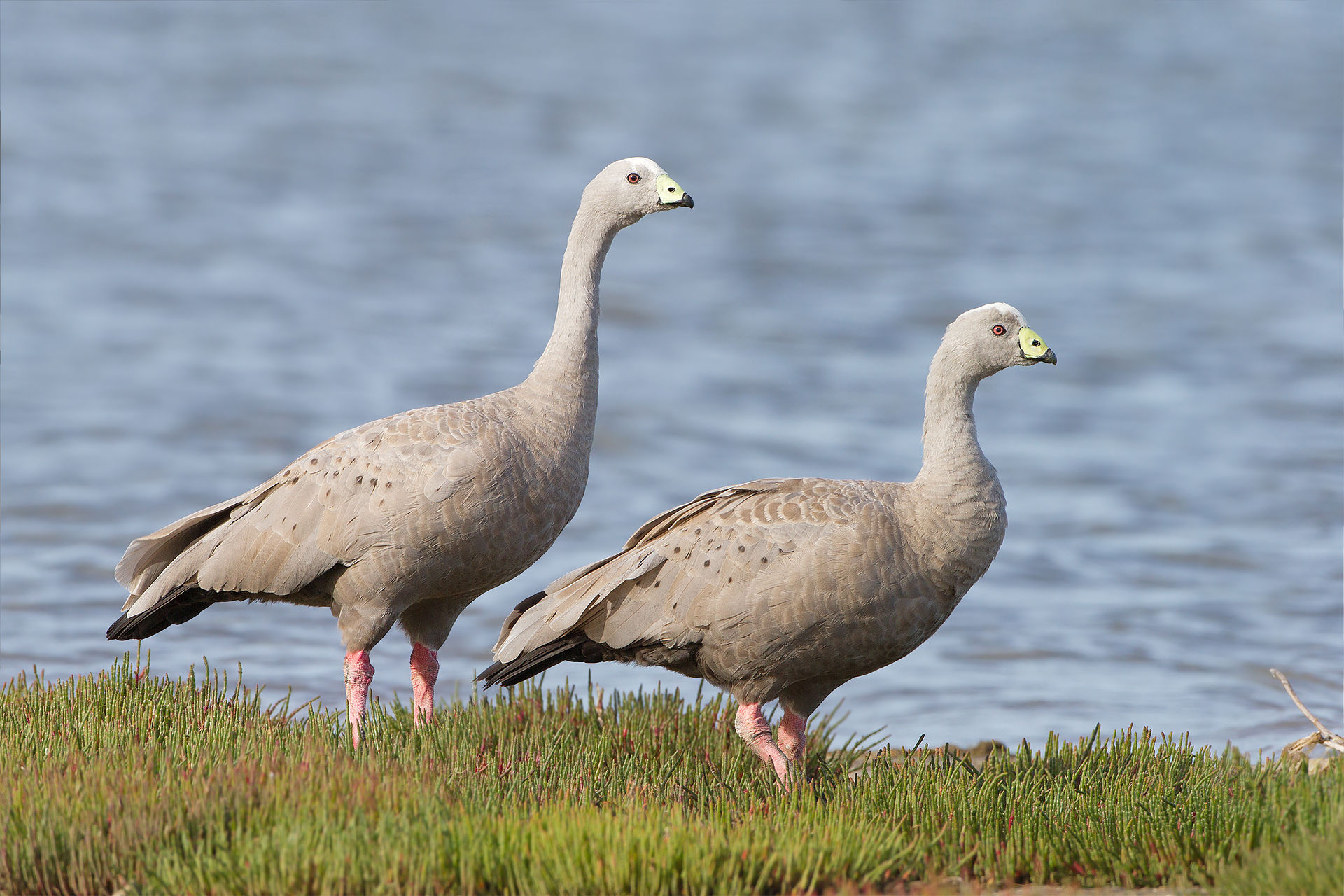 Cape_Barren_geese_JJ Harrison